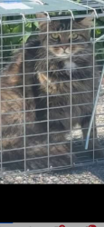 Lost Male Cat last seen Black Rose Antique Hanover Mall, Hanover, PA 17331