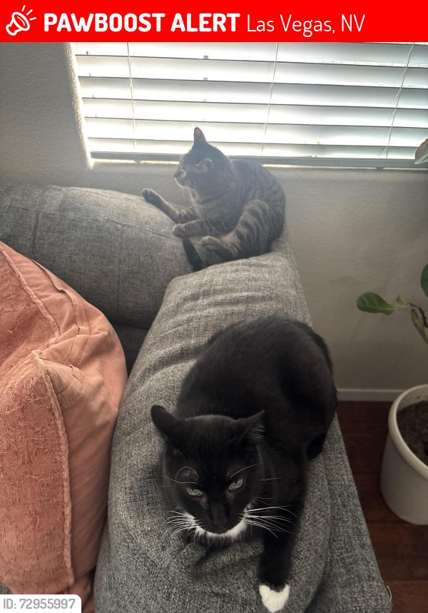 Lost Female Cat last seen Cliff shadows and Alexander , Las Vegas, NV 89129