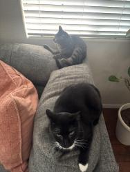 Lost Female Cat last seen Cliff shadows and Alexander , Las Vegas, NV 89129