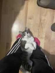 Lost Male Cat last seen In the alley behind our apmt on 5291 de Bordeaux , Montréal, QC H2H 2A6