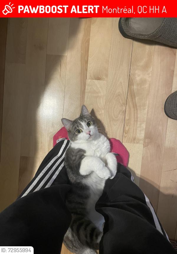 Lost Male Cat last seen In the alley behind our apmt on 5291 de Bordeaux , Montréal, QC H2H 2A6