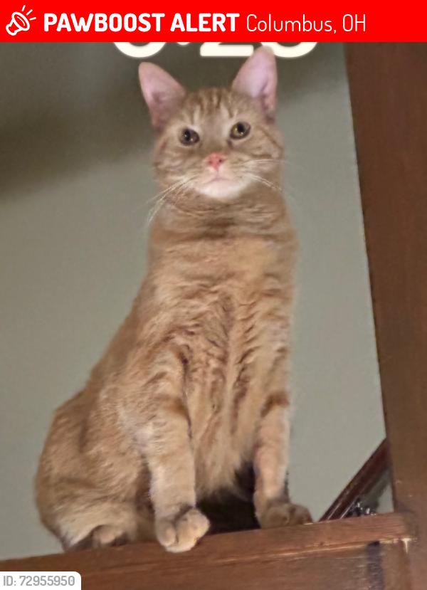 Lost Male Cat last seen E Arcadia Ave, Columbus, OH 43202