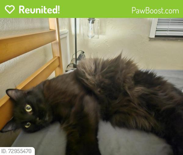 Reunited Male Cat last seen Near Elmshaven , Dayton, OH 45424