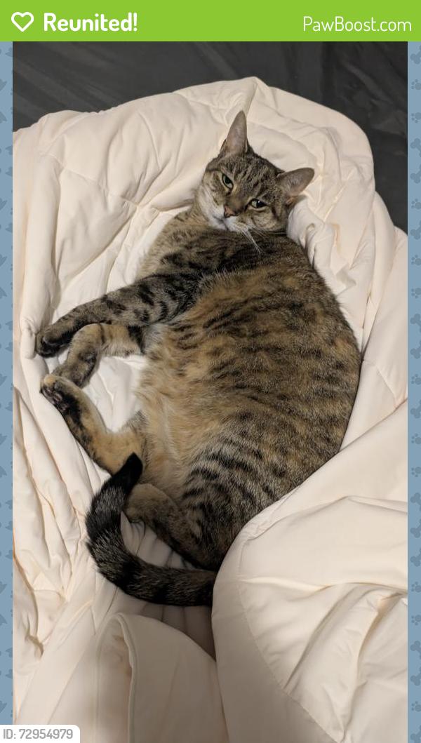 Reunited Female Cat last seen Archer Glen Ct., Greensboro, NC 27407