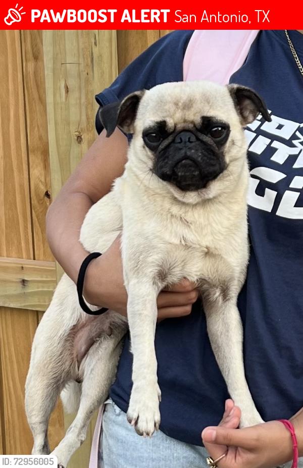 Lost Female Dog last seen The enclaves at northeast crossing , San Antonio, TX 78218