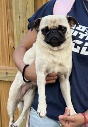 Lost Female Dog last seen The enclaves at northeast crossing , San Antonio, TX 78218