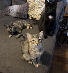 Lost Male Cat last seen Off of Dunn, between Craft and 305, Olive Branch, MS 38654