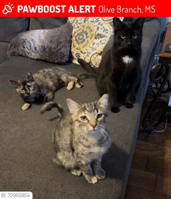 Lost Male Cat last seen Off of Dunn, between Craft and 305, Olive Branch, MS 38654