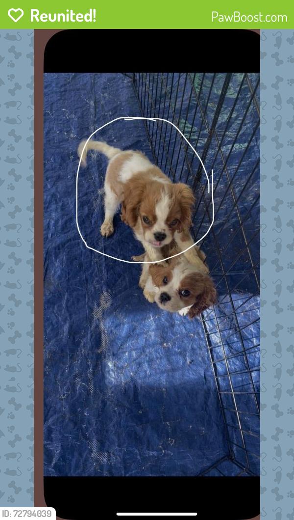 Reunited Male Dog last seen 57th Ave and Belmont Ave, Glendale, AZ 85301