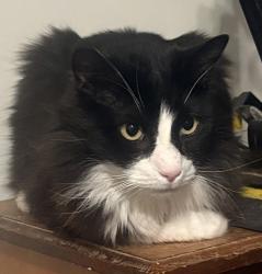 Lost Male Cat last seen Rosemont and Grace , Belton, TX 76513
