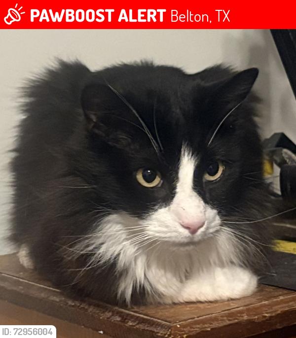 Lost Male Cat last seen Rosemont and Grace , Belton, TX 76513