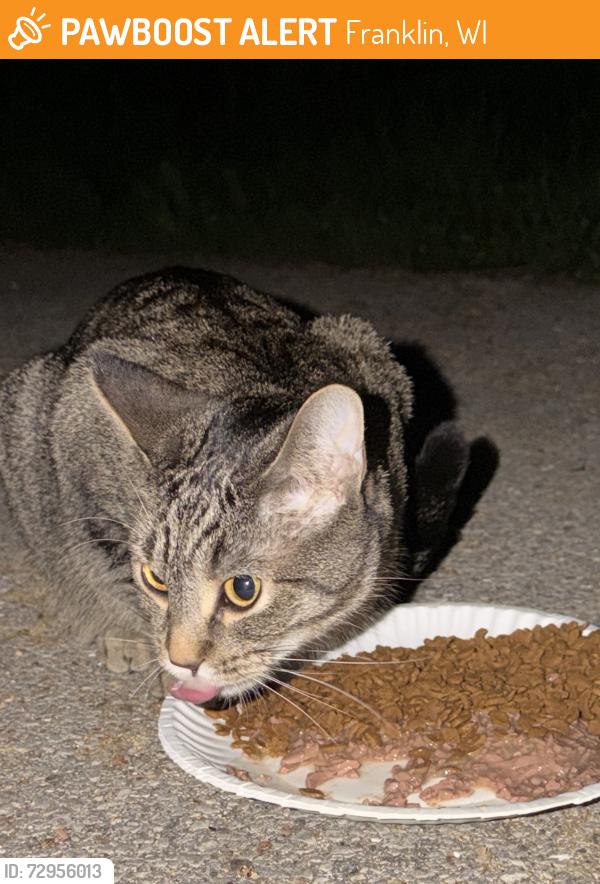 Found/Stray Male Cat last seen Whitnall Park Golf Course, Franklin, WI 53130