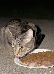 Found/Stray Male Cat last seen Whitnall Park Golf Course, Franklin, WI 53130