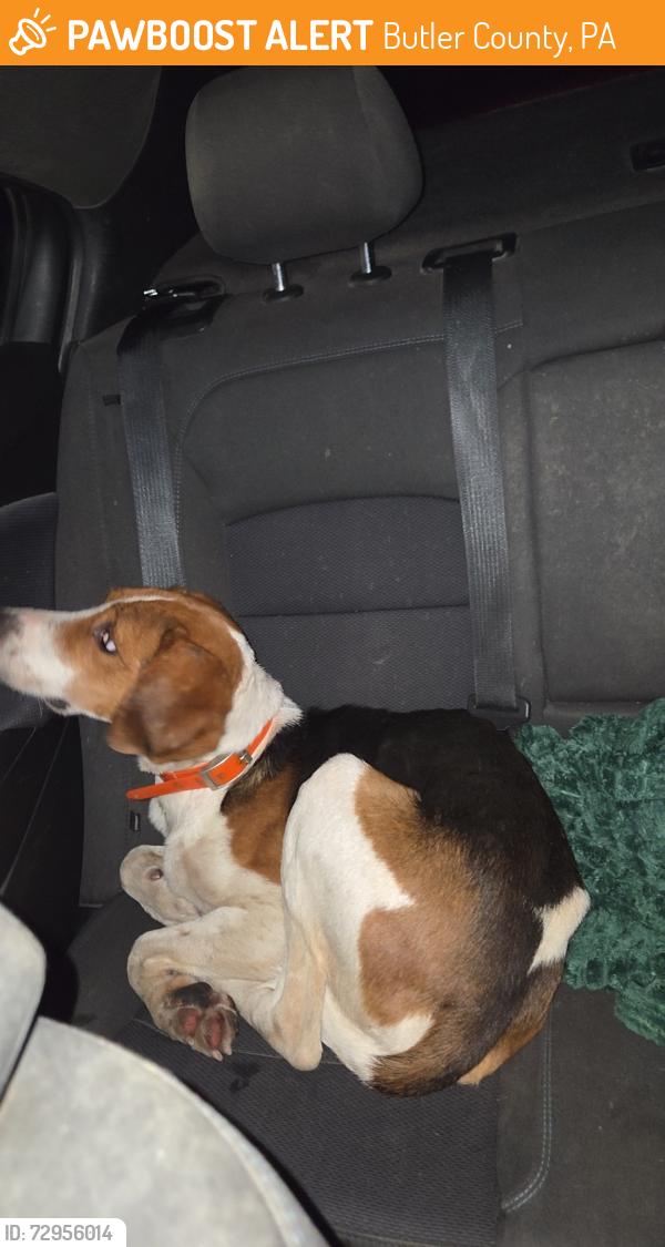 Found/Stray Male Dog last seen Bus garage , Butler County, PA 16061