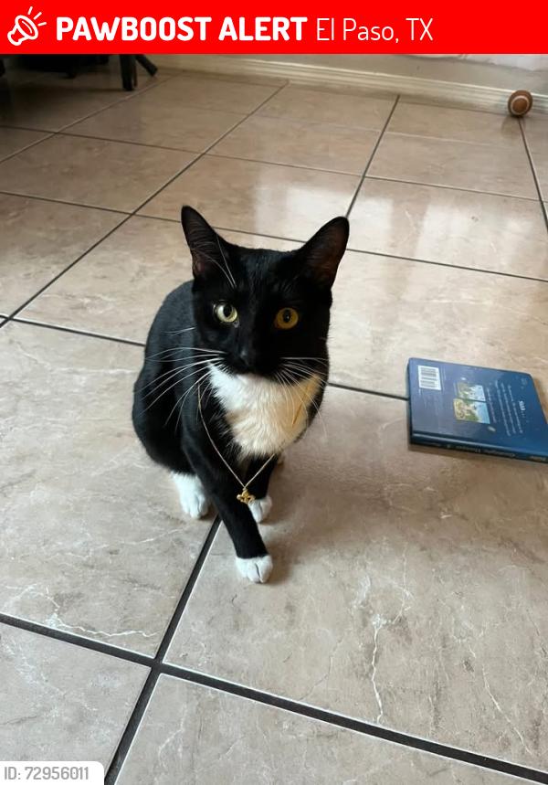 Lost Male Cat last seen Sal Rasura St and Winslow Homer St, El Paso, TX 79936