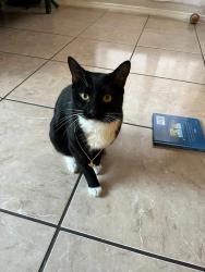 Lost Male Cat last seen Sal Rasura St and Winslow Homer St, El Paso, TX 79936