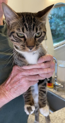 Found/Stray Male Cat last seen hmstd Ave and Holly, Walnut Creek, CA 94598