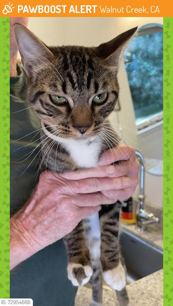 Found/Stray Male Cat last seen hmstd Ave and Holly, Walnut Creek, CA 94598