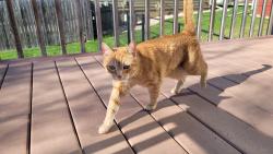 Reunited Female Cat last seen Near S Graystone Ave, Sioux Falls, SD 57103, USA, Sioux Falls, SD 57103