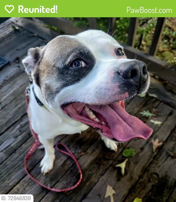 Reunited Male Dog last seen Pullen rd, Sevierville, TN 37862