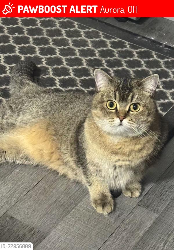 Lost Female Cat last seen Near Fairview ave Aurora , Aurora, OH 44202