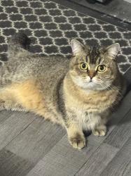 Lost Female Cat last seen Near Fairview ave Aurora , Aurora, OH 44202