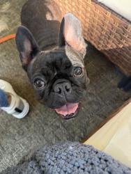 Reunited Female Dog last seen Woodside ave, Greenville, SC 29611
