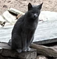 Lost Female Cat last seen Unknown Think she rode in truck undercarriage , Utley, TX 78602