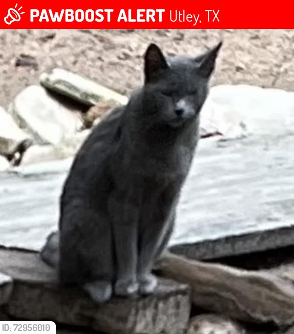 Lost Female Cat last seen Unknown Think she rode in truck undercarriage , Utley, TX 78602