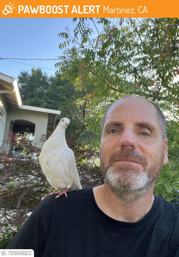 Found/Stray Unknown Bird last seen Jones and court street , Martinez, CA 94553