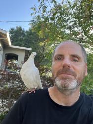 Found/Stray Unknown Bird last seen Jones and court street , Martinez, CA 94553