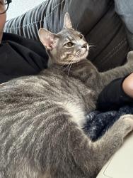 Reunited Male Cat last seen Near Grant St, Burleson, TX 76028