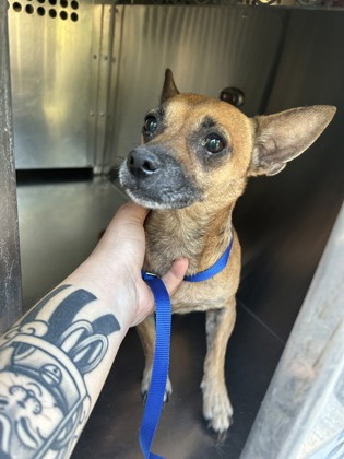 Shelter Stray Female Dog last seen Fort Worth, TX 76108, Fort Worth, TX 76119