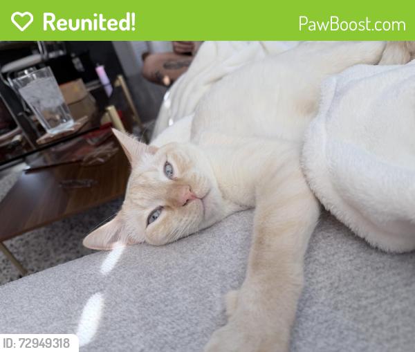 Reunited Male Cat last seen ODU, Norfolk, VA 23508