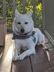 Reunited Male Dog last seen Washington and Cochran , Los Angeles, CA 90016