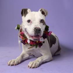 Shelter Stray Female Dog last seen Atlanta, GA 30324, Atlanta, GA 30336