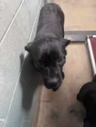 Shelter Stray Female Dog last seen Oakland, CA 94603, Oakland, CA 94601