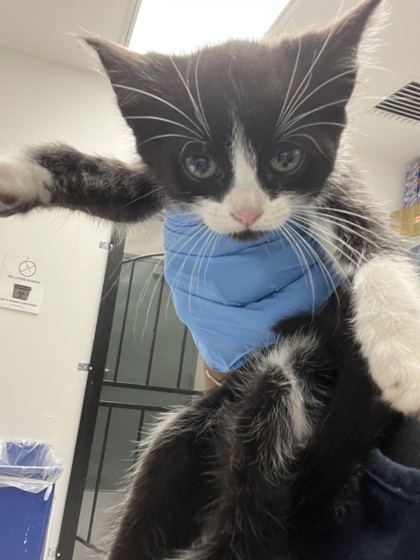 Shelter Stray Female Cat last seen Oakland, CA 94601, Oakland, CA 94601