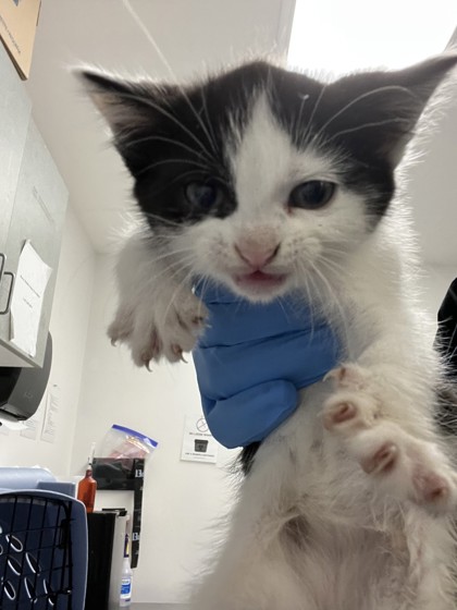 Shelter Stray Female Cat last seen Oakland, CA 94601, Oakland, CA 94601
