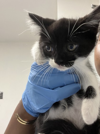 Shelter Stray Female Cat last seen Oakland, CA 94601, Oakland, CA 94601
