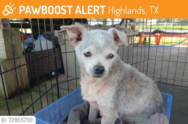 Found/Stray Male Dog last seen Food Town in Highlands TX 302 S. Main St., Highlands, TX 77562