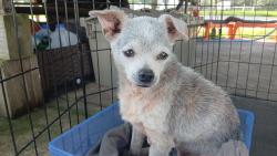 Found/Stray Male Dog last seen Food Town in Highlands TX 302 S. Main St., Highlands, TX 77562