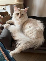 Reunited Male Cat last seen St Lawrence Church, Weehawken Township, NJ 07086