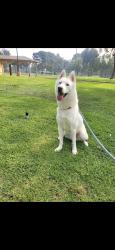 Lost Male Dog last seen Fishburn and Bell ave, Bell, CA 90201