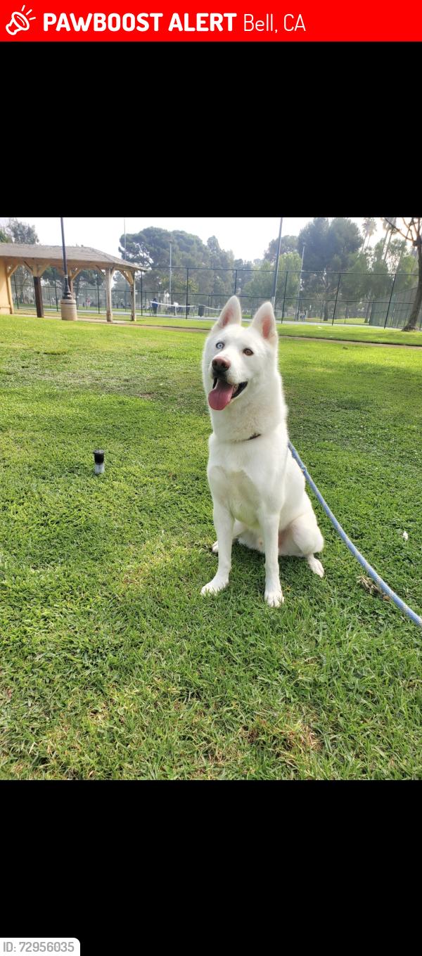 Lost Male Dog last seen Fishburn and Bell ave, Bell, CA 90201
