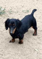 Reunited Female Dog last seen Davis rd Benito Ramirez rd , Edinburg, TX 78542