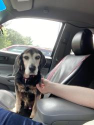 Lost Male Dog last seen Playground Lane, Richmond, VA 23237