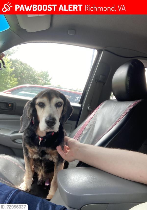 Lost Male Dog last seen Playground Lane, Richmond, VA 23237