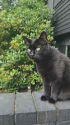 Lost Female Cat last seen SW 38th Ave and SW Marigold St. , Portland, OR 97219
