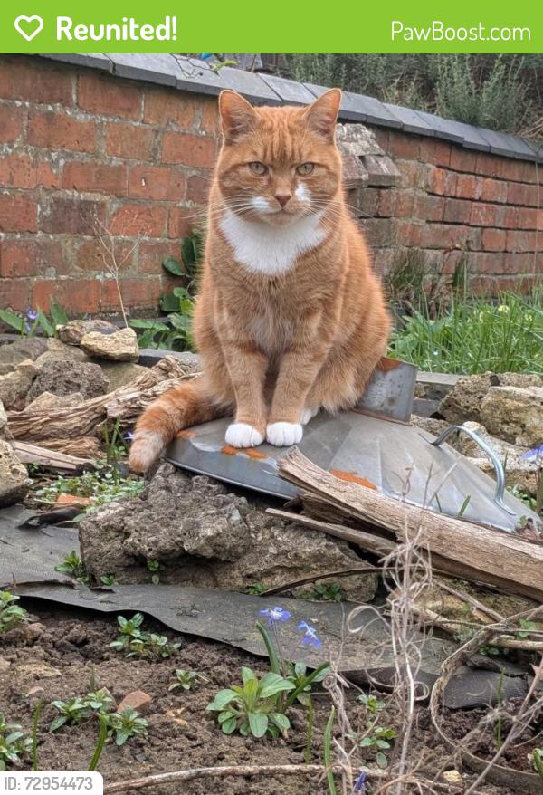 Reunited Male Cat last seen St Matthews Curch, West Northamptonshire, England NN2 7JD